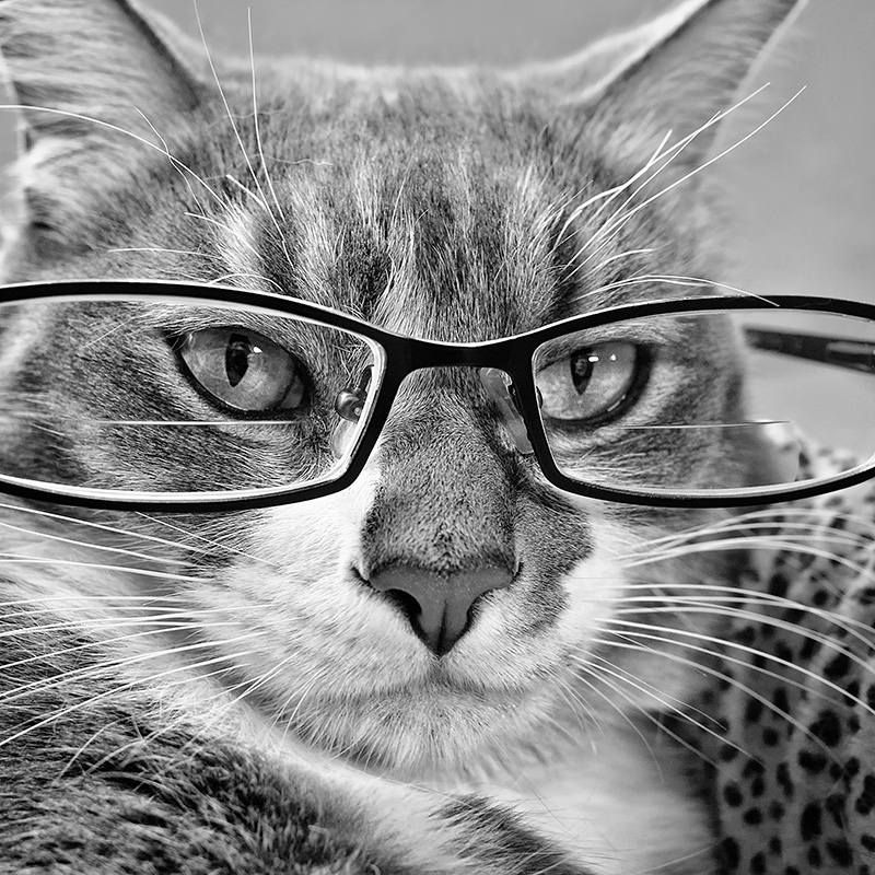 Smarty Cat