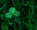 Clover