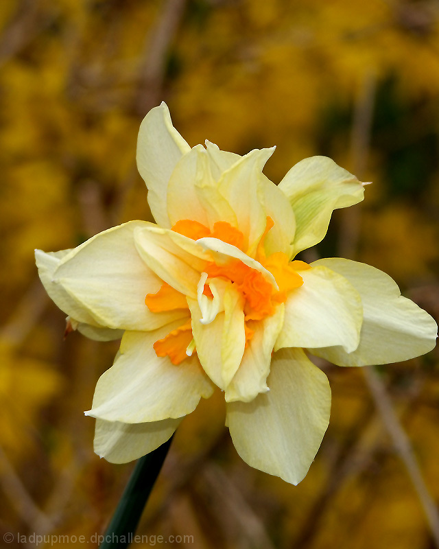 Spring flowers