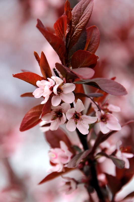 Spring Blossoms