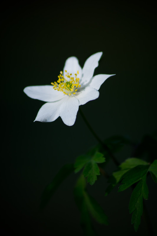 Woodland bloom