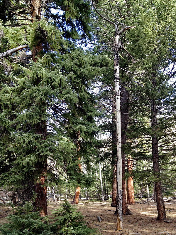 Generally pointed towards the Forest Sounds