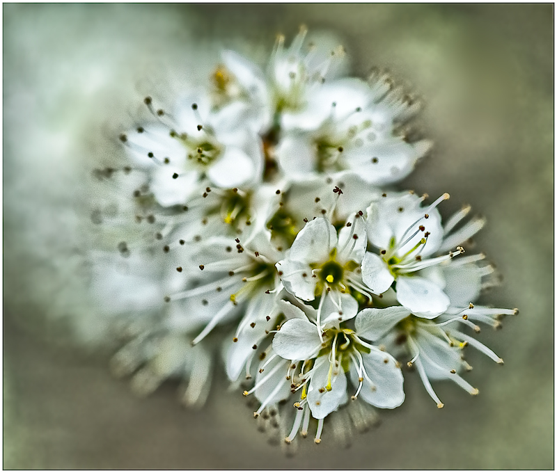 White Blossom