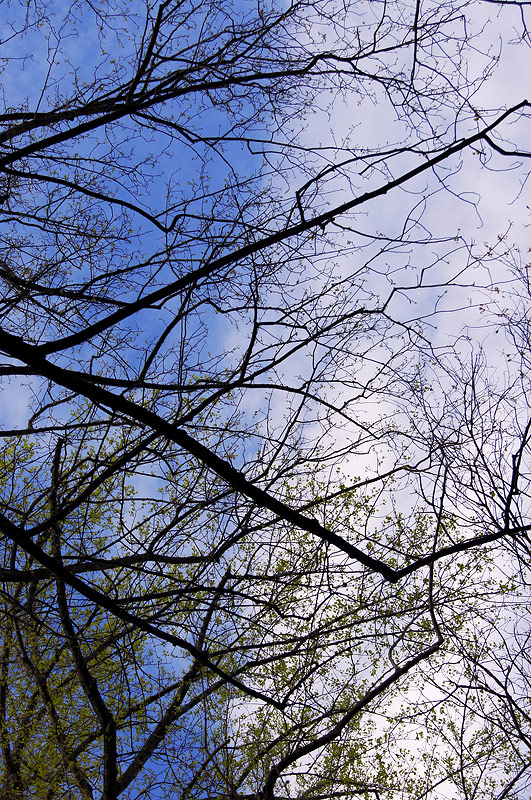 Spring is Slowly Reaching for the Clouds