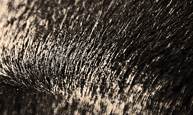 Fur DP