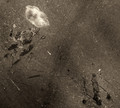 dispersion