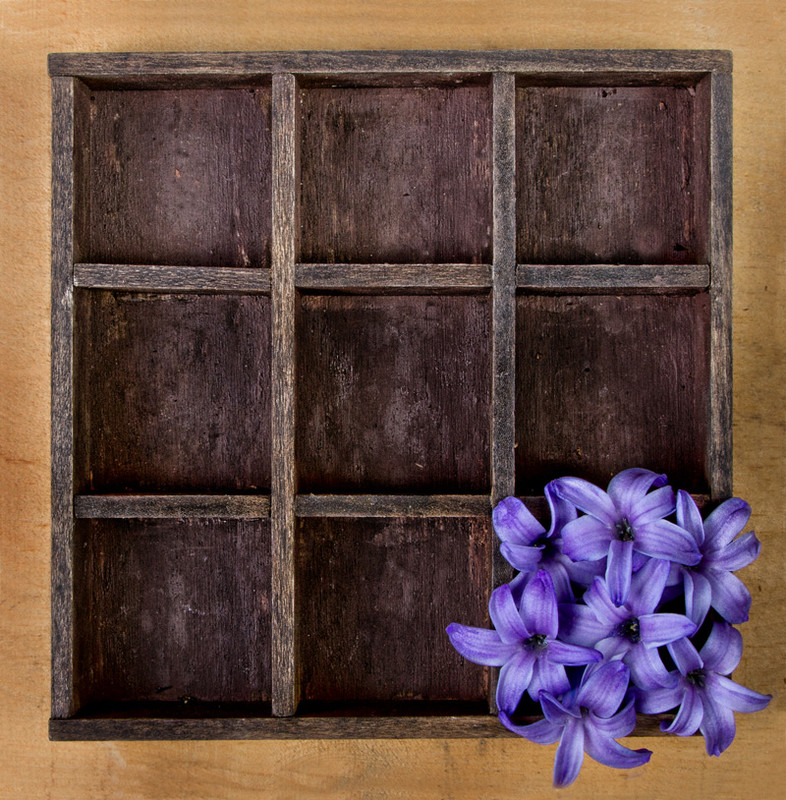 Hyacinth 