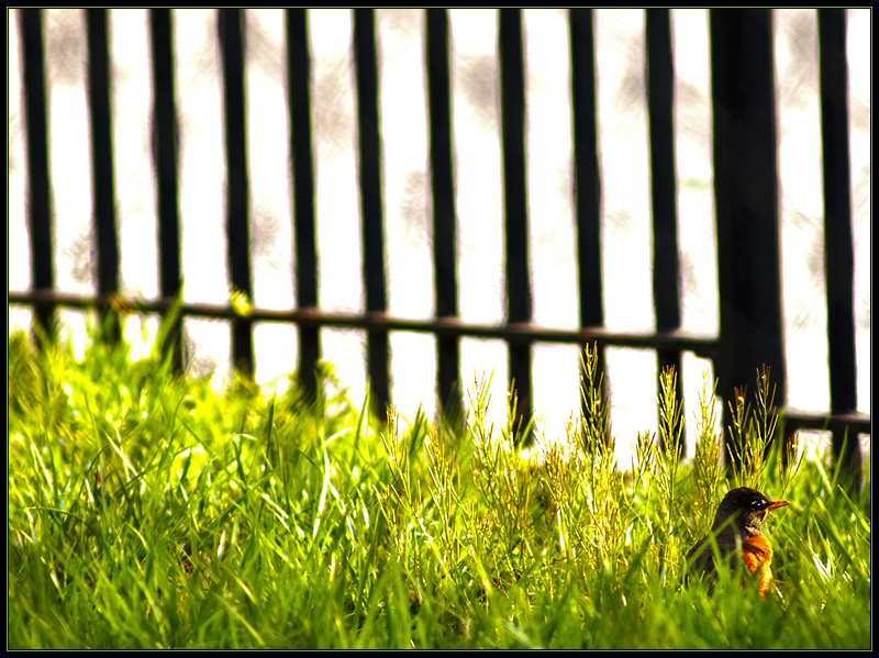 The Robin and the Fence