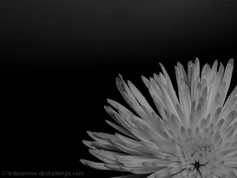 Flower in Black & White