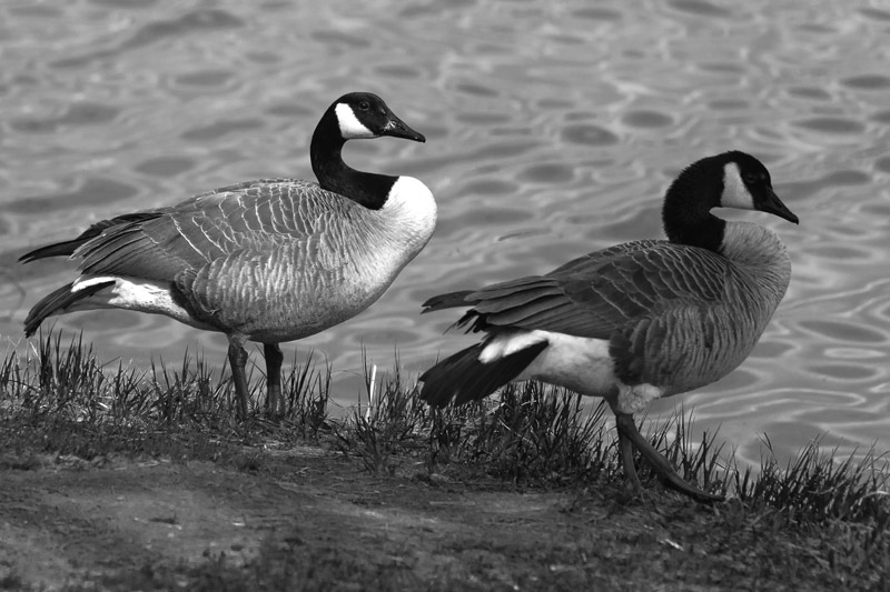 Geese