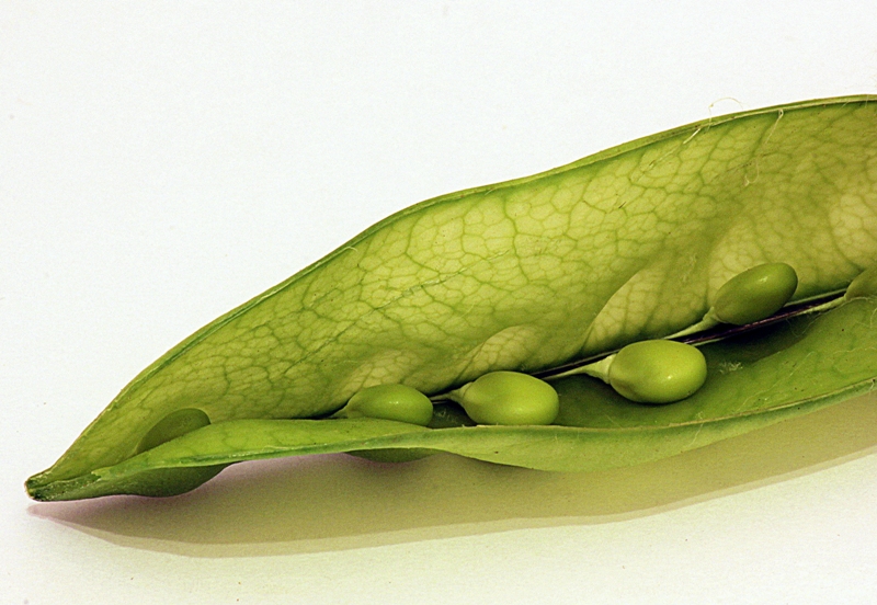 Peas in a pod
