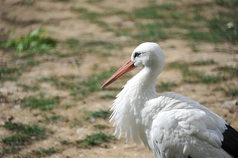 Feathering
