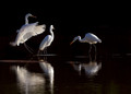 egrets14shutterbug