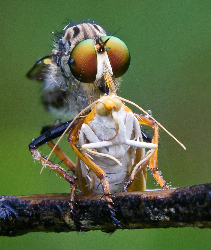 Robber Fly & Lunch