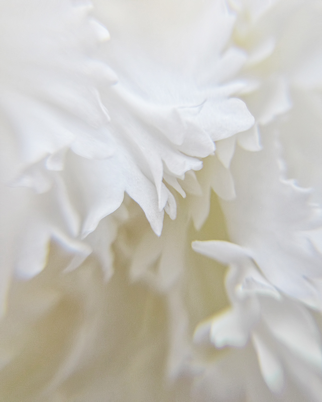 Begonia Frills