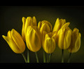 Yellow Tulips