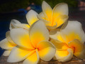 A Fallen Yellow Still