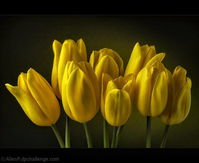 Yellow Tulips