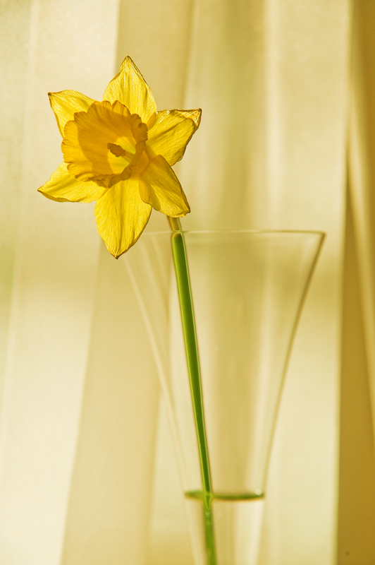 Daffodil and Curtain