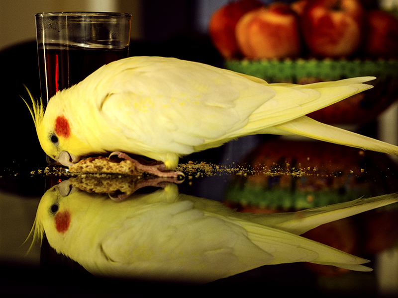 Yellow Cockatiel