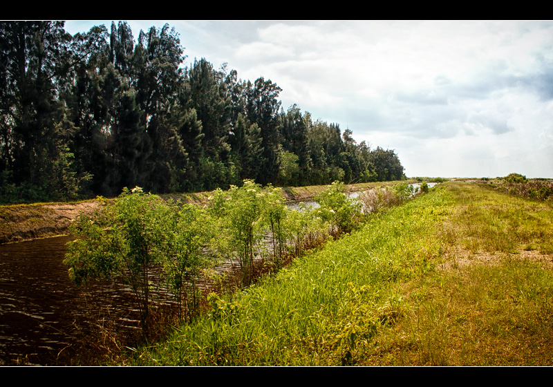 Into the Glades