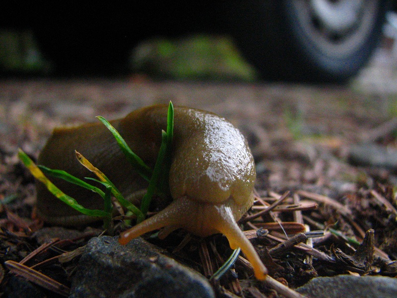 slug