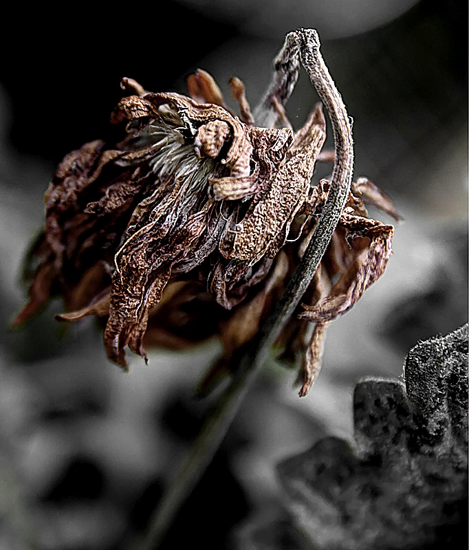 Withered