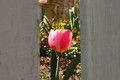 Framed Tulip