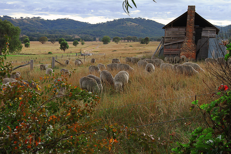 A Rural Scene