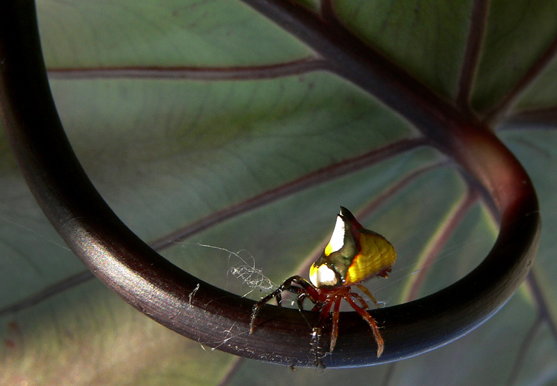 two horned spider on Taro leaf