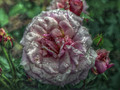 A-Rose-for-Dallas