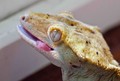 Silly Lizard