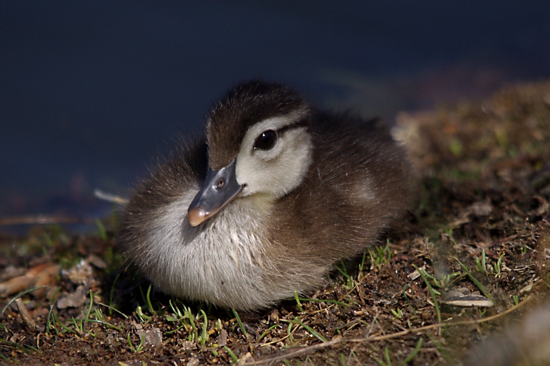 Baby Wood Duckling