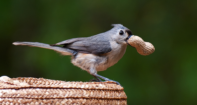 Little Bird - Big Nut!