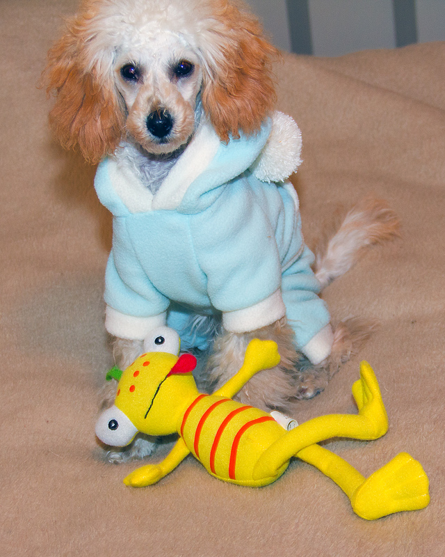 froggy please play!