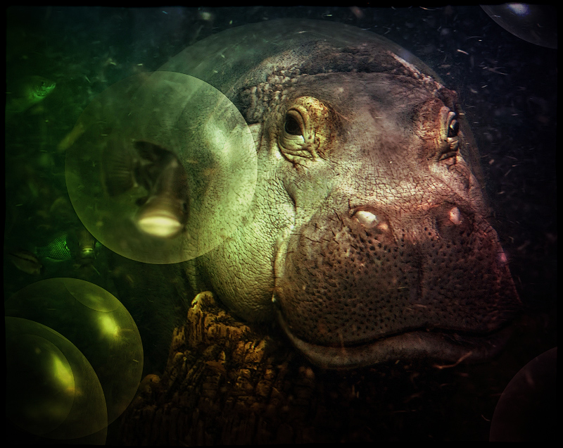 Hippo Smiles for Dallas