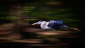 Flight of the Heron