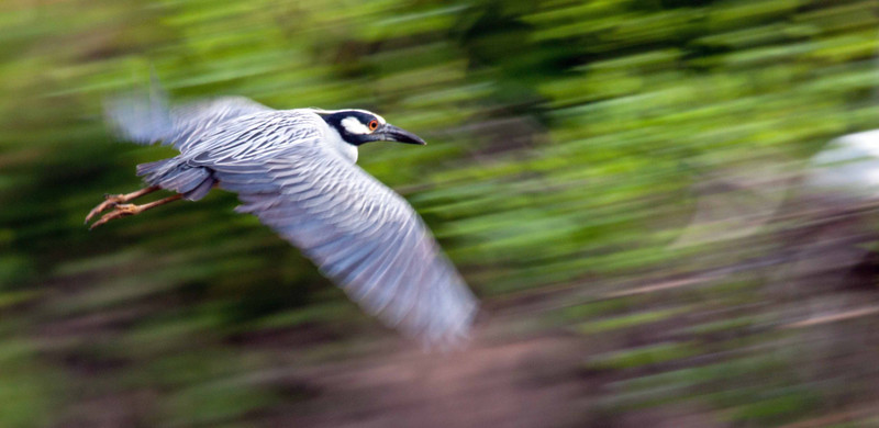 Night Egret Soaring by