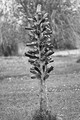 bottle tree