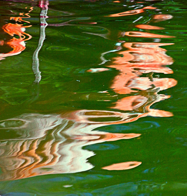 Flamingos