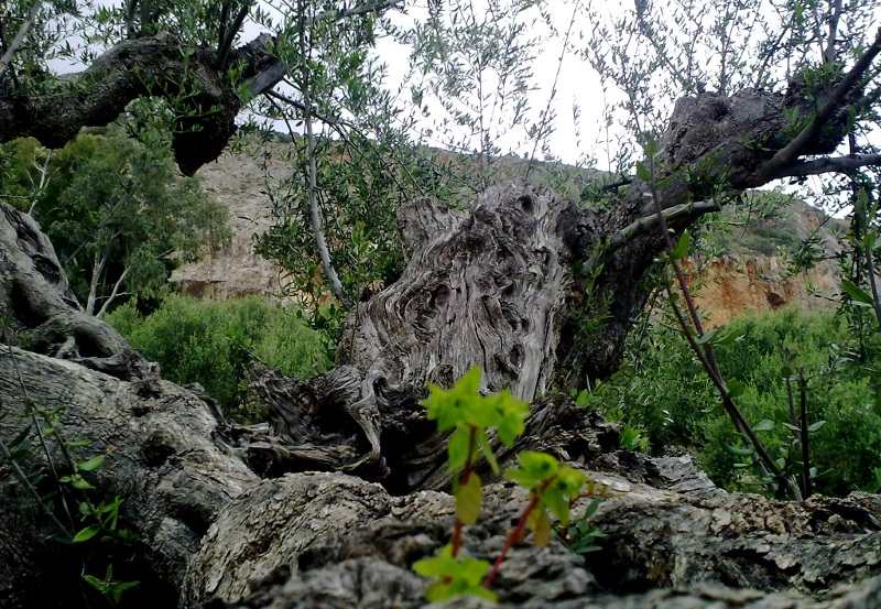 Olive Tree