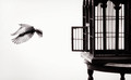 The Birdcage