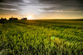 Summer wheat