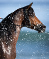 Seahorse. Ocean spray.