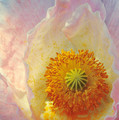 A Touch of Sunshine