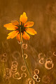 Dewdrops and a prairie flower