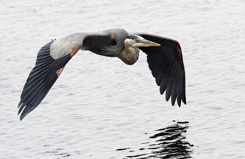 Blue Heron