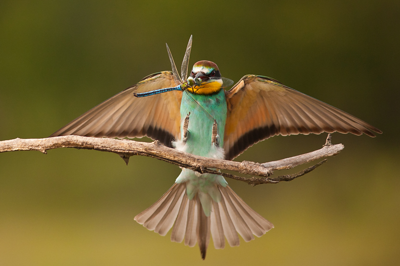 Landing