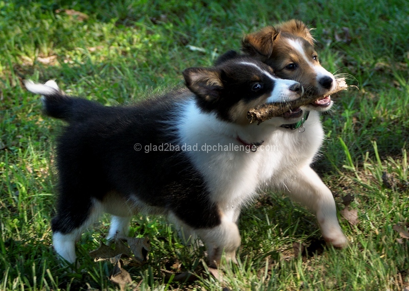 Happiness is sharing a stick!