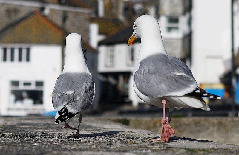 Couple of Birds Heading into Town